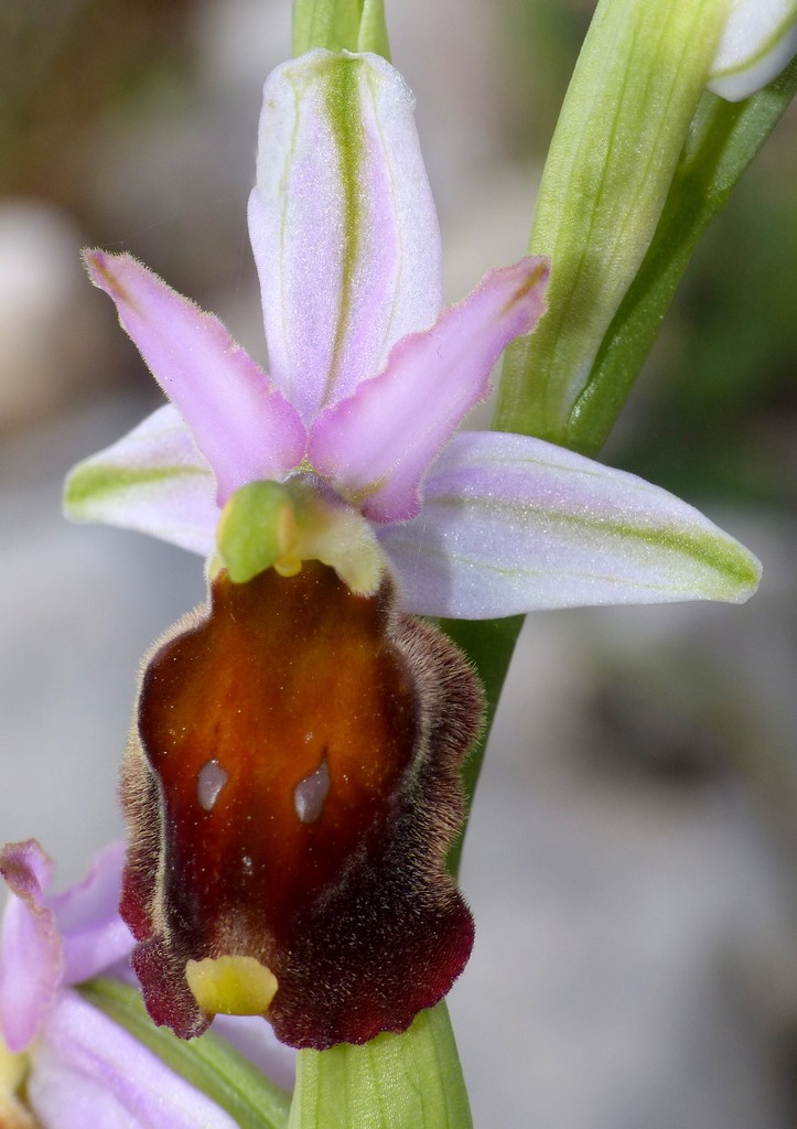 Ophrys crabronifera nellAbruzzo aquilano - aprile  2022.